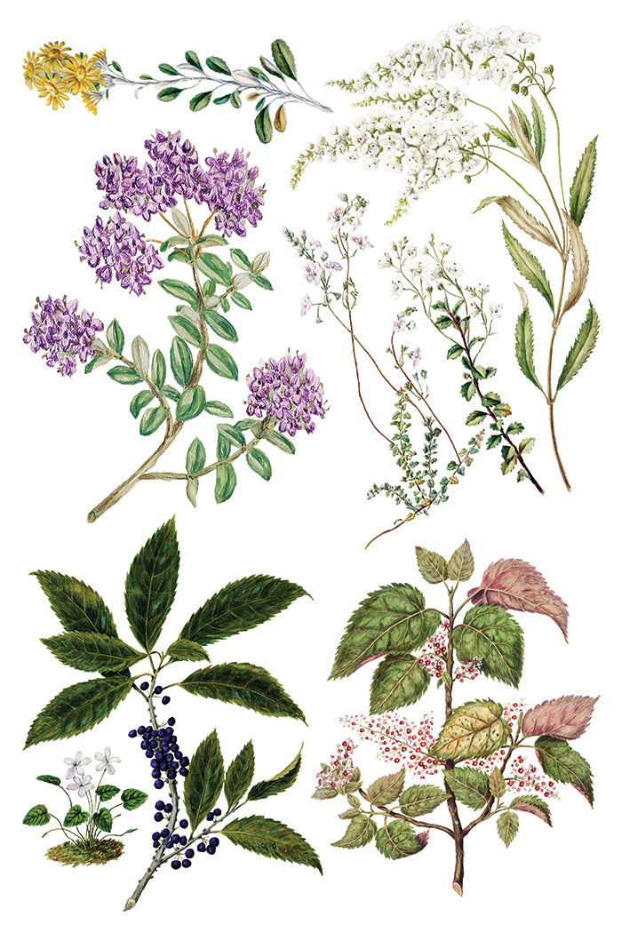 Sarah Featon’s Botanicals IOD Transfer 8x12 Pad