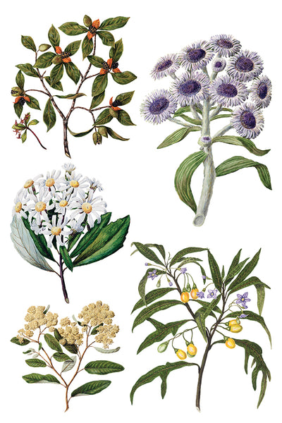 Sarah Featon’s Botanicals IOD Transfer 8x12 Pad
