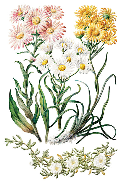 Sarah Featon’s Botanicals IOD Transfer 8x12 Pad