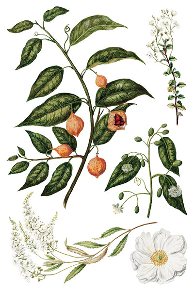 Sarah Featon’s Botanicals IOD Transfer 8x12 Pad