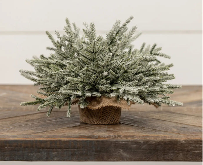 Frosted pine Mound