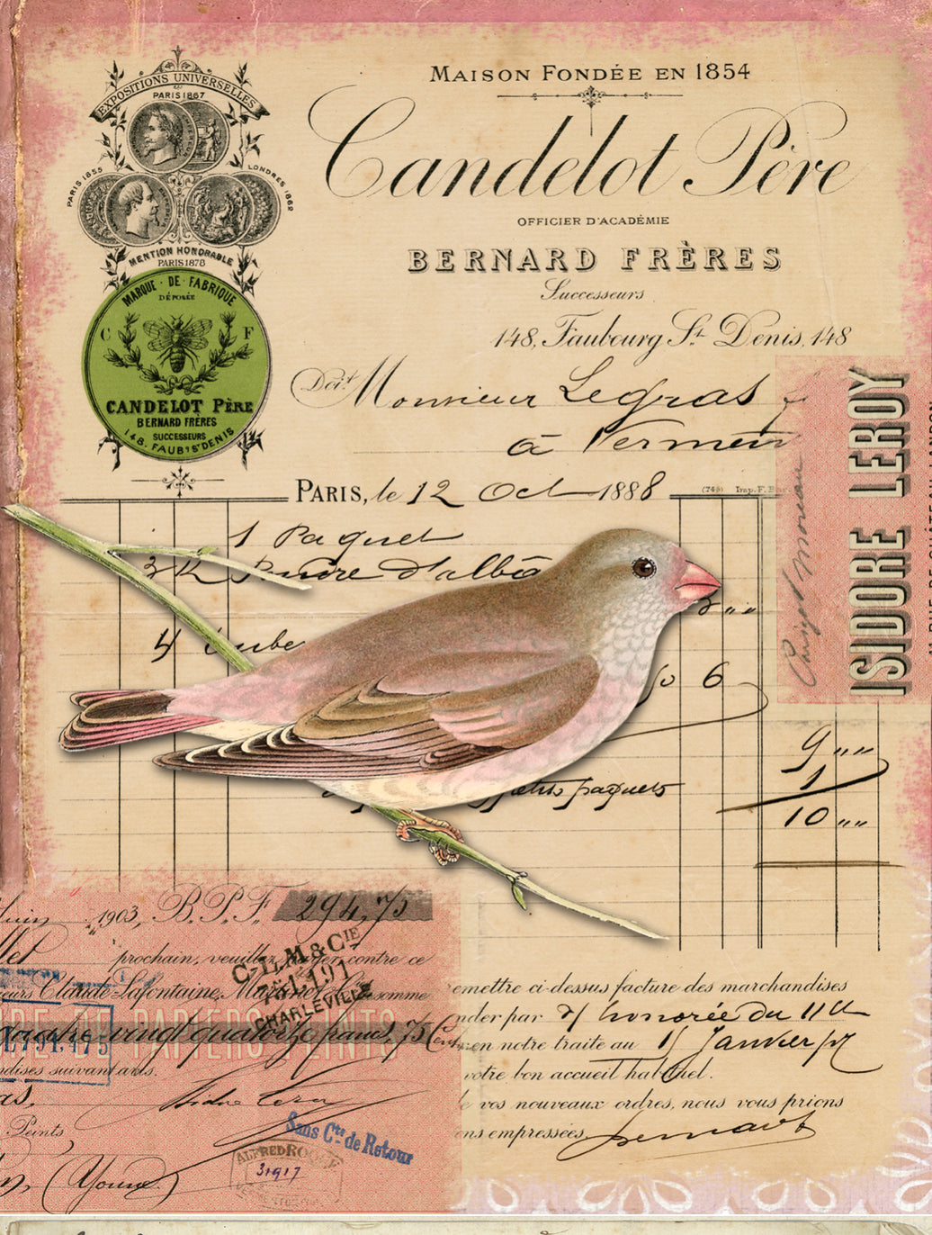 Pink Bird (019) x947