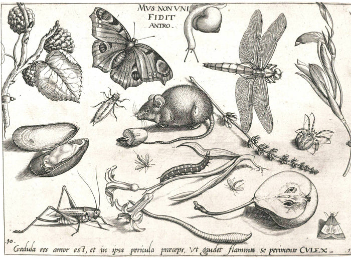 Garden Study (007) SpS462