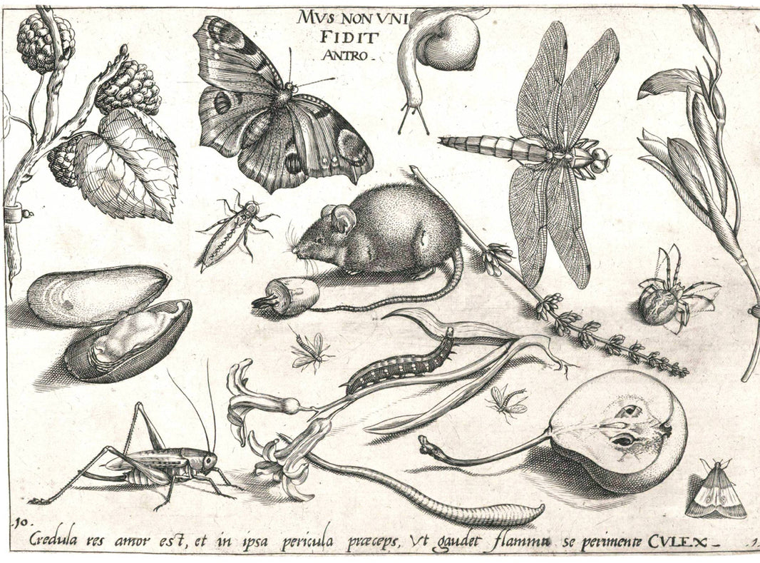 Garden Study (007) SpS462