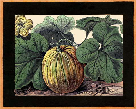 Yellow Pumpkin (017) H49