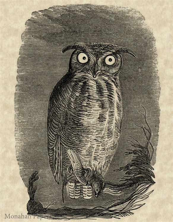 A Hunting We Will Go Owl (011) SPS208