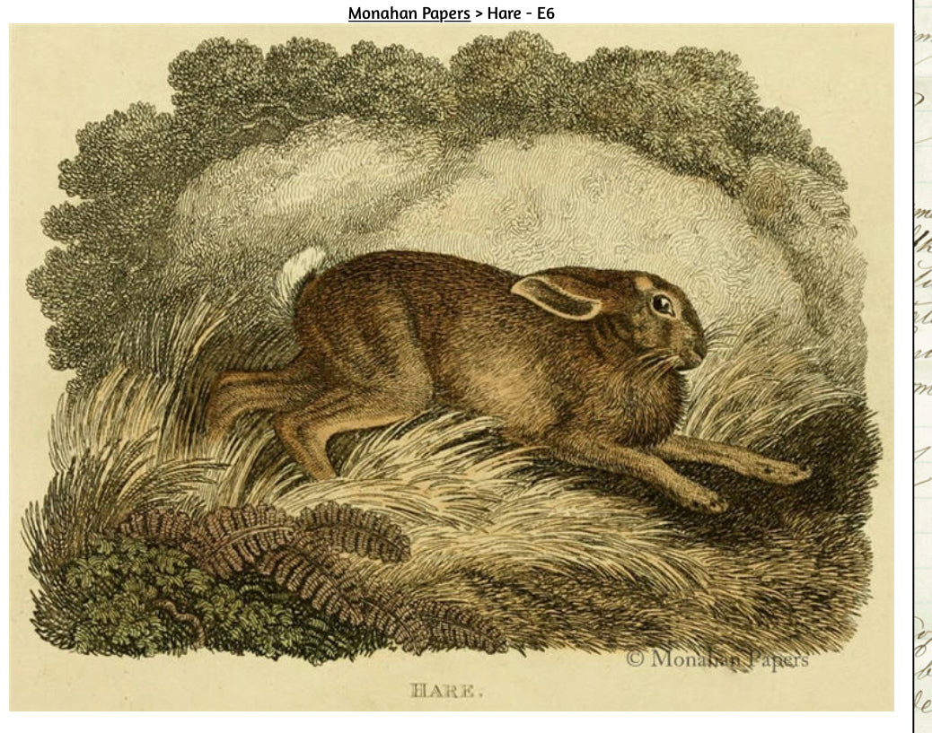 Hare (044) E6
