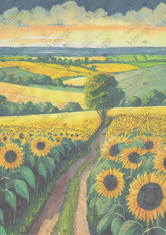Sunflower Fields A4
