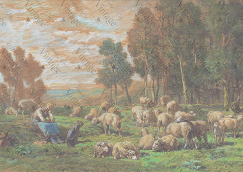 Pastoral Sheep A4