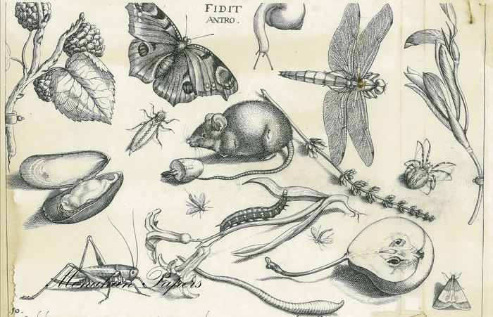 Mouse Botanical