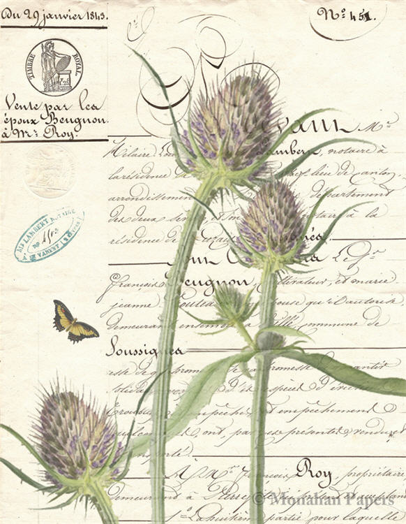 Botanical 59, thistle (035) BOT59