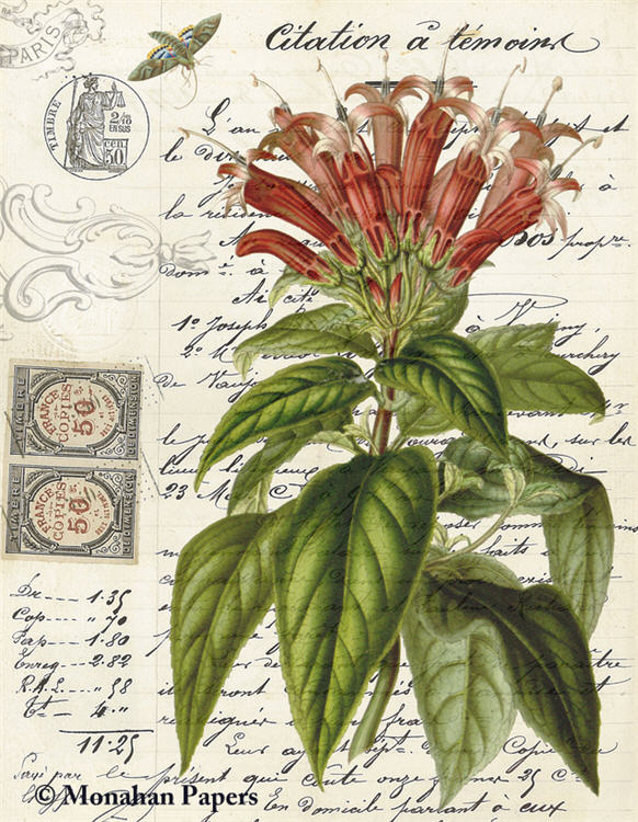 Botanical 78, citation red (036) BOT78