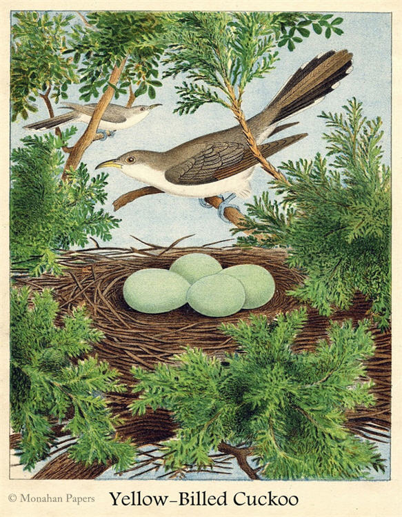 Yellow-Billed Cuckoo (019) X140