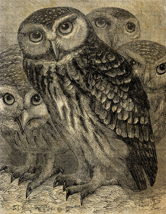 A Gathering of Owls (011) X173