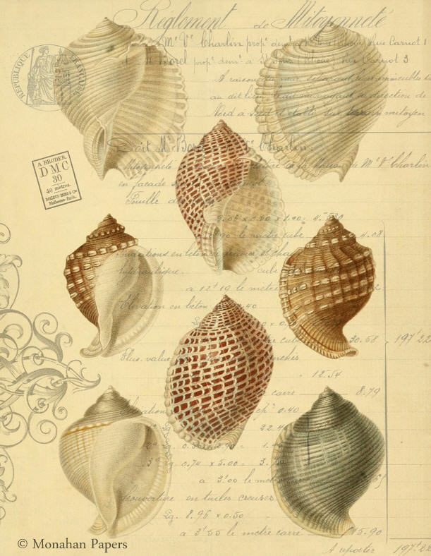 Eight Shells (014) X510