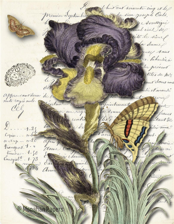 Botanical 123, iris BOT123