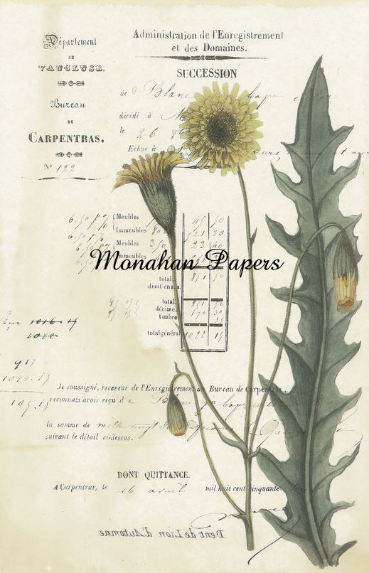 Botanical 6, dandelions (027) BOT6