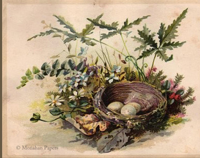 Nest and Eggs (012) X57