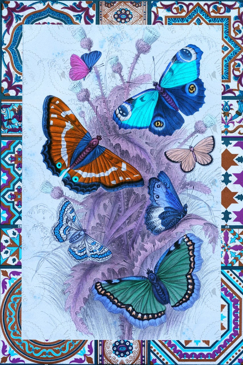 Papillon JRV