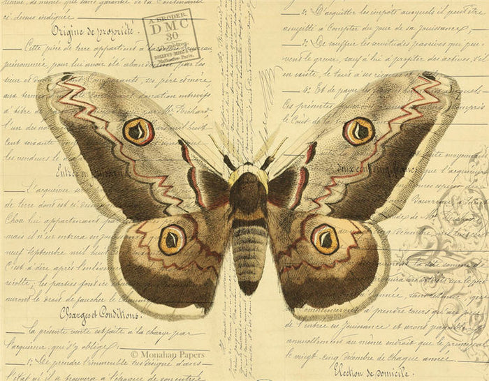 White Wing Tipped Flyer (020) X486