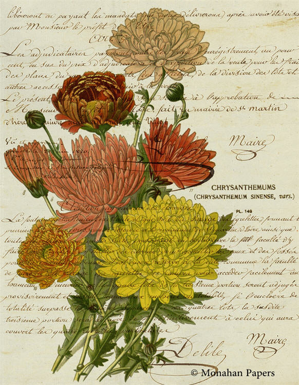 Orange Chrysanthemums Botanical (027) BOT62