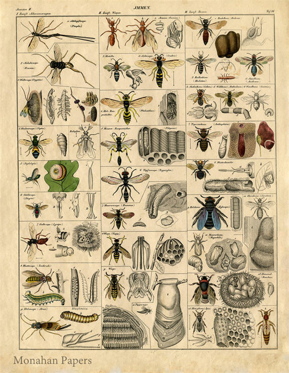 Insects SPS645