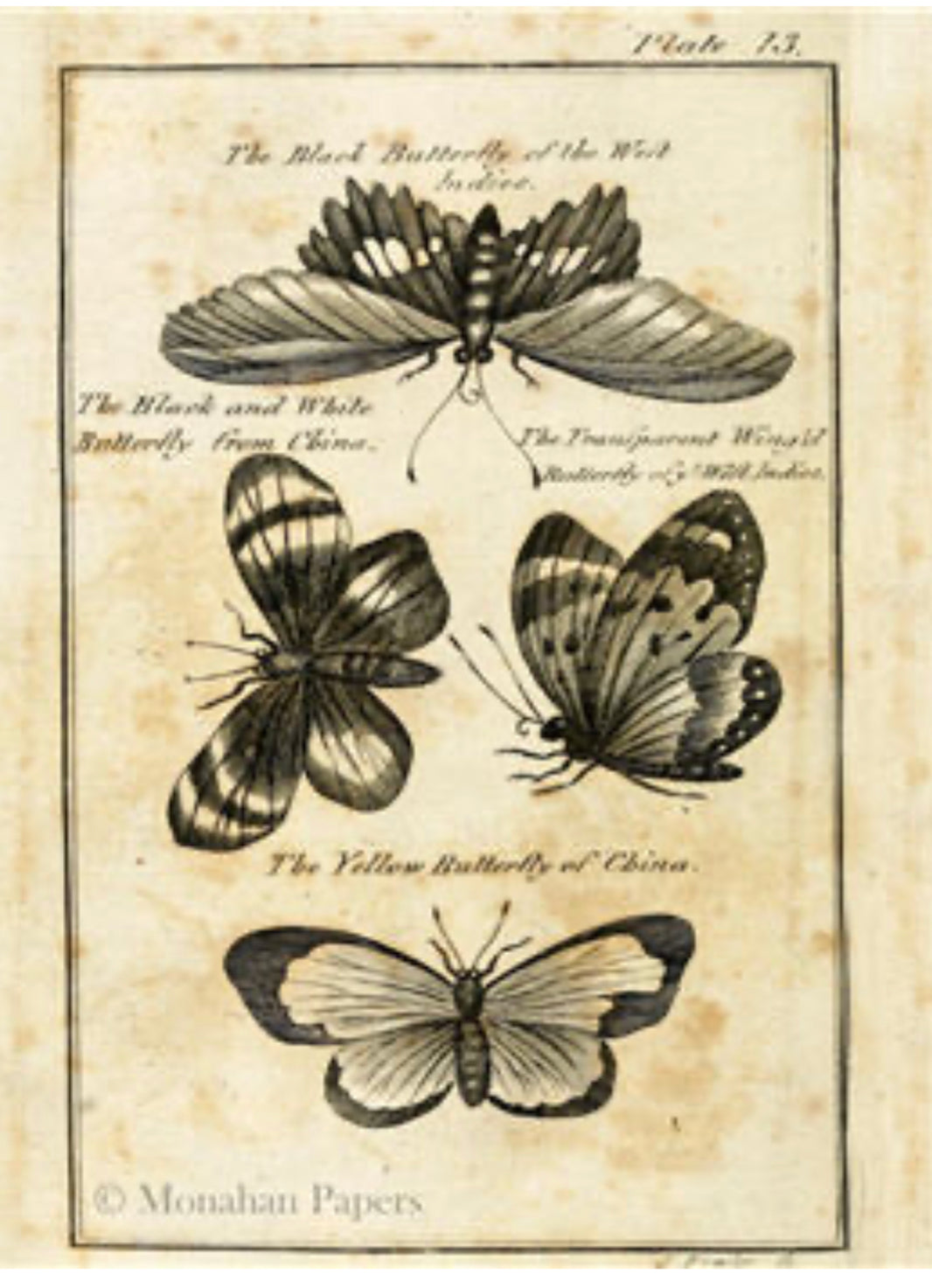 Black Butterflies (020) X505