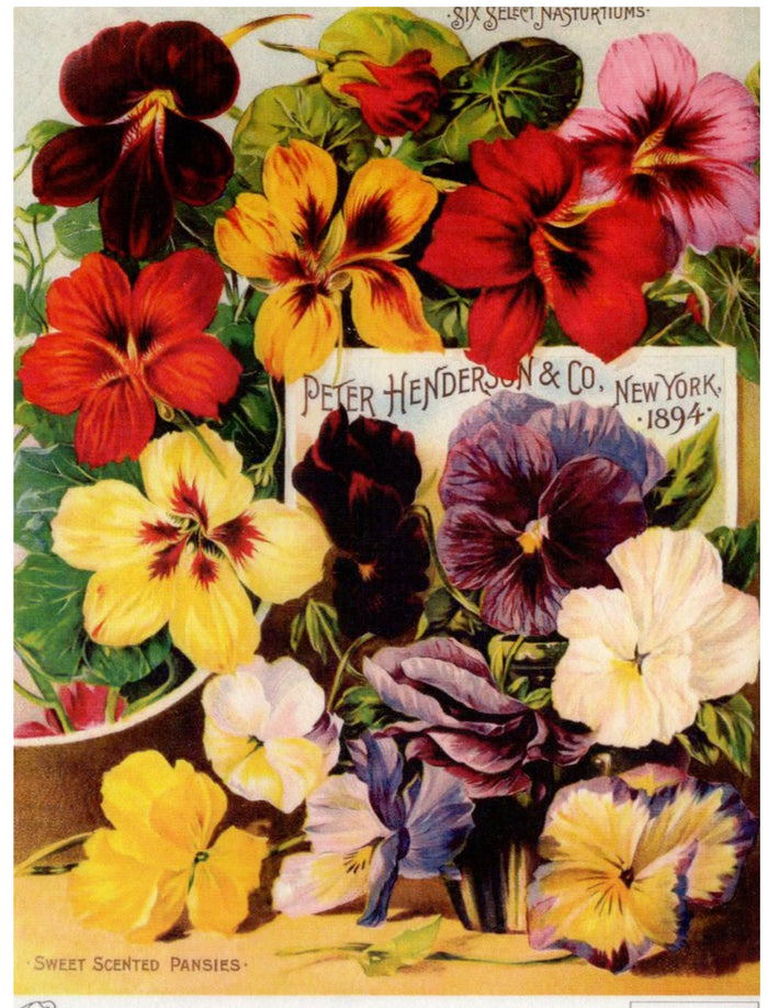 Peter Henderson Scented Pansies 1894