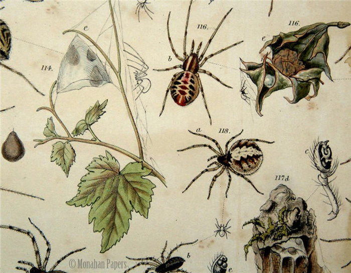 Oh What a Tangled Web (017) SPS18