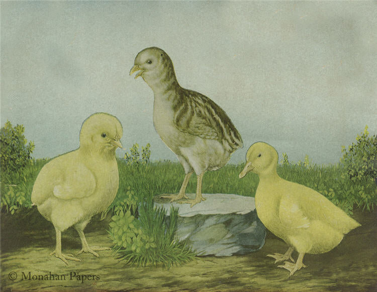 Chicks on a Farm (010) E4