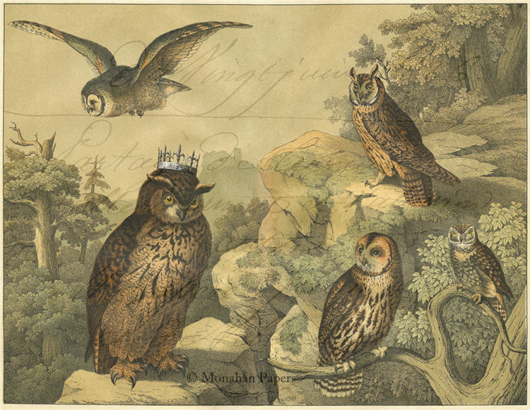 The Owl King (011) SPS818