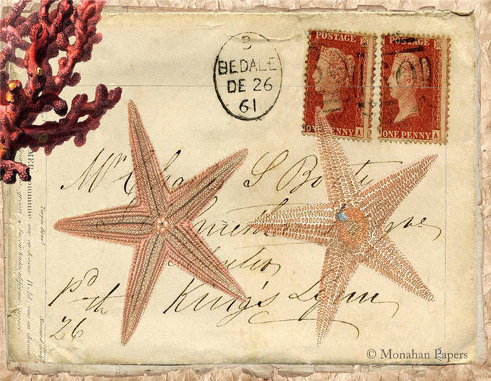 Double Starfish (014) X245