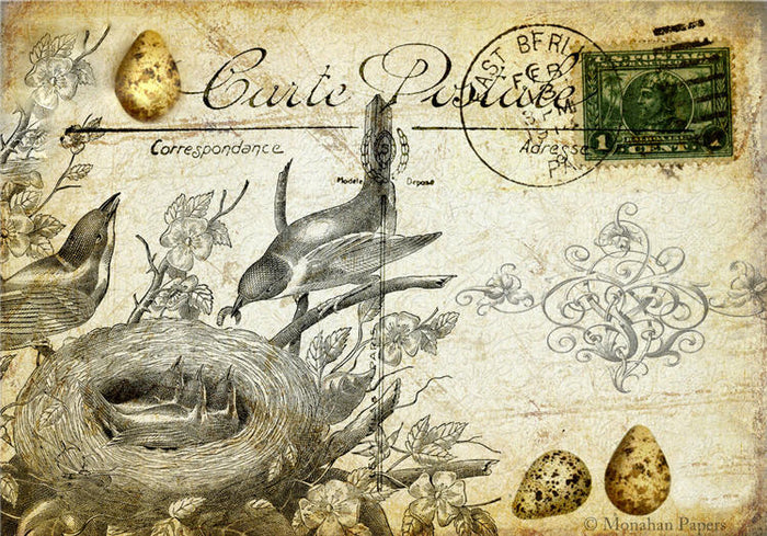 Bird Feeding Babies (015) X25