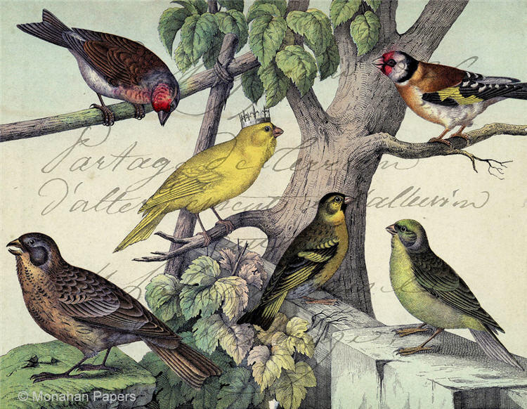 Parakeet King (015) X520