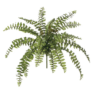 BOSTON FERN BUSH