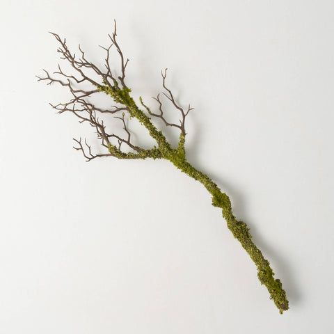 PROVINCIAL MOSSY BRANCH