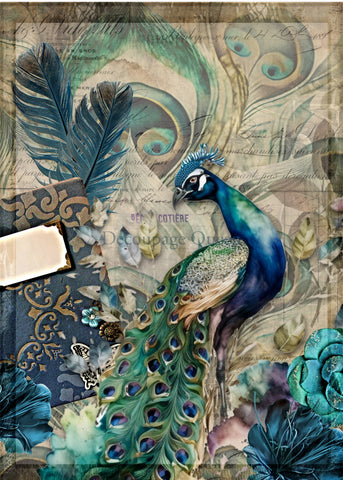 Jeweled Peacock  0562