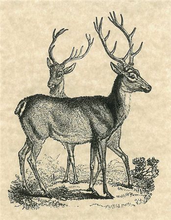 Reindeer Games (047) C51