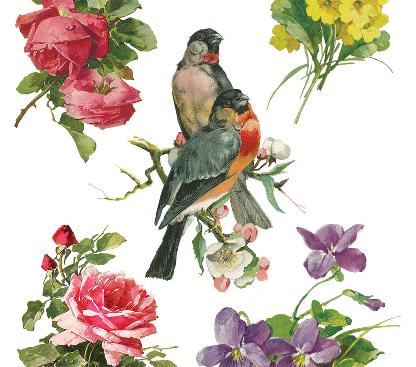 Catharina IOD Transfer