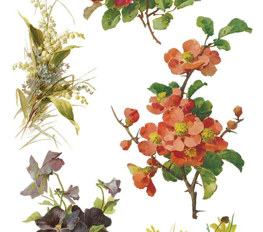 Catharina IOD Transfer