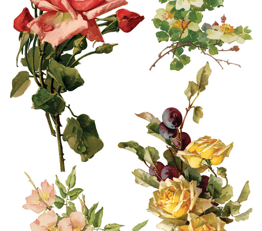 Catharina IOD Transfer