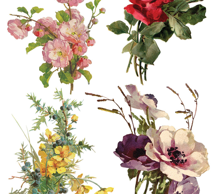 Catharina IOD Transfer