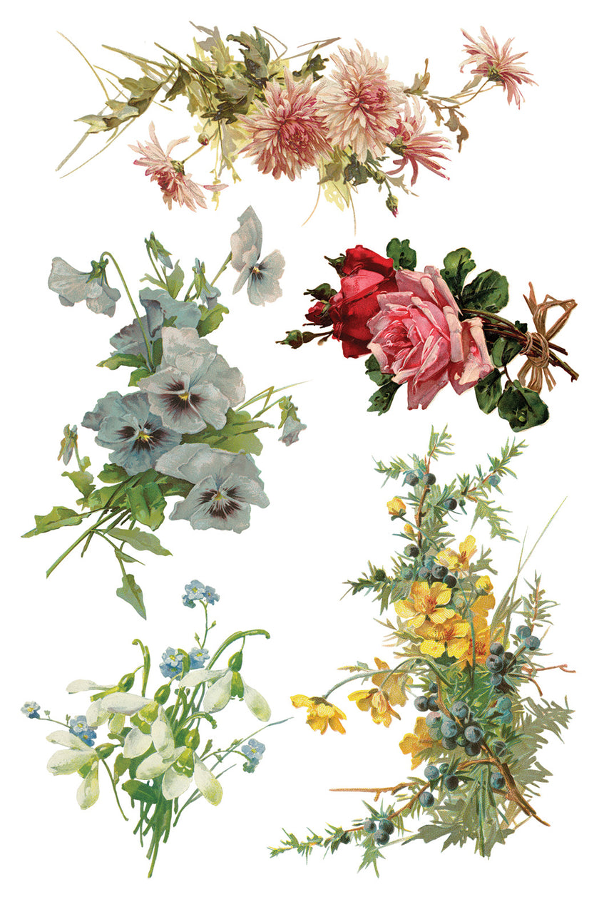 Catharina IOD Transfer