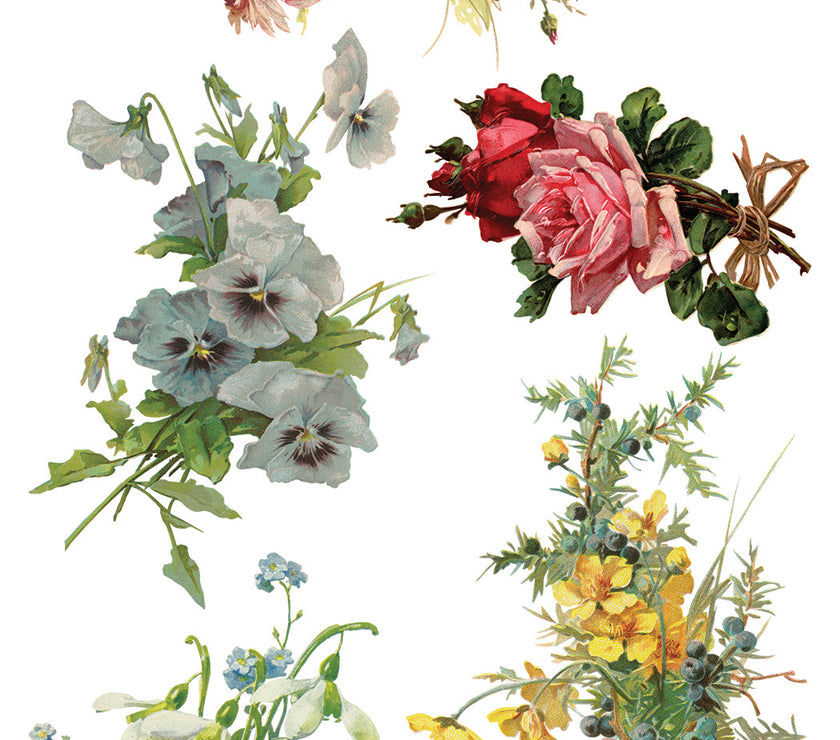 Catharina IOD Transfer