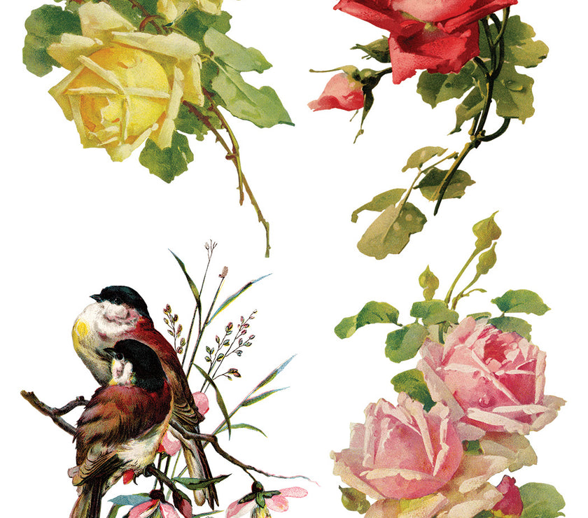 Catharina IOD Transfer