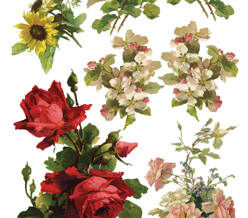 Catharina IOD Transfer