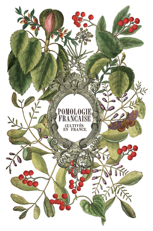 Clementine IOD Transfer 8x12 Pad