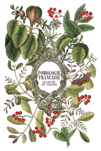 Clementine IOD Transfer 8x12 Pad