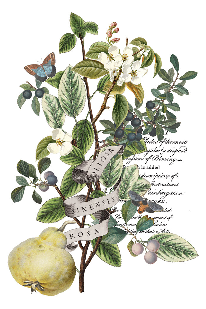 Clementine IOD Transfer 8x12 Pad