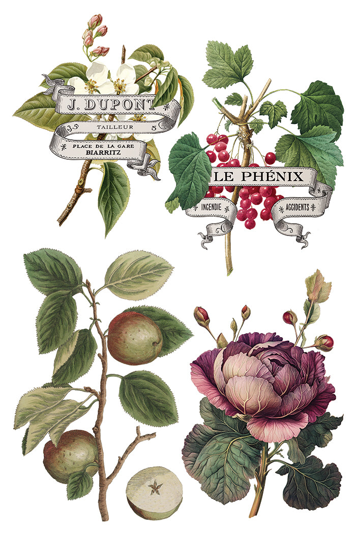 Clementine IOD Transfer 8x12 Pad